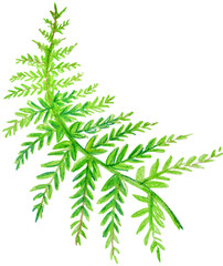 Hand-drawn colored pencil illustration of green fern leaf isolated