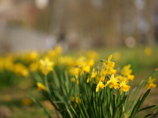 Fototapeta premium Close-up of yellow daffodils blooming in a park with soft bokeh background. Low angle shot of wild narcissus flowers in green grass on a sunny spring day. Fresh seasonal blossoms in natural sunlight, 