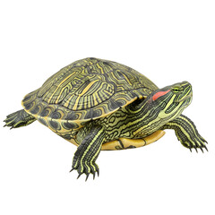 Obraz premium Yellow and black striped turtle on black background