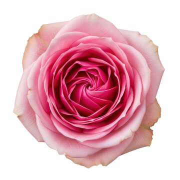 A magnificent, vibrant pink rose captured in a top-down macro close-up, showing intricate, perfectly symmetrical petals and a fuchsia to blush gradient on a transparent studio background. Concept of