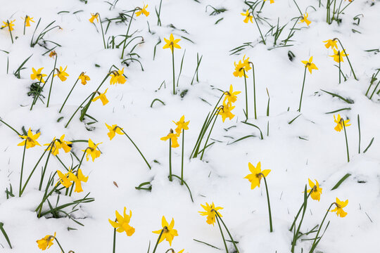 Daffodils dotted about in the snow