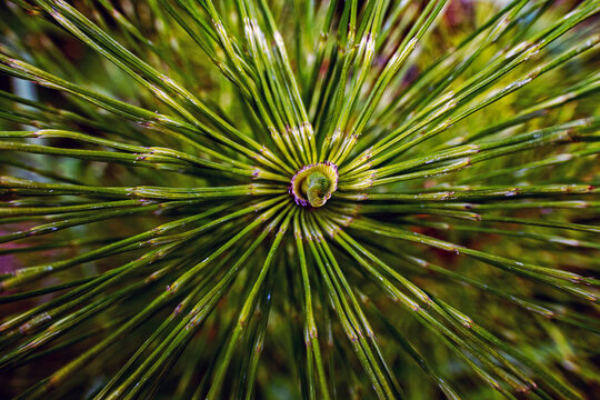 An abstract close up of a pine tree