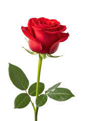 Fototapeta premium Ultra-realistic macro shot of a single magnificent crimson rose, partially open, featuring a green stem and leaves, isolated on a transparent background. Concept of passionate love and romance