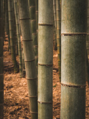 Obraz premium Close-up of bamboo forest trunks