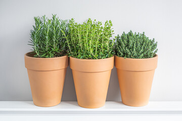 Fototapeta premium Three terracotta pots containing basil, thyme, and oregano arranged on a shelf against a light gray wall, showcasing vibrant green herbs in a home setting