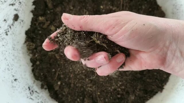 Real Life Authentic Video of Gardener Holding and Showing Rich Airy Organic Potting Soil in Hands