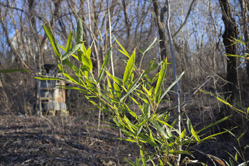 Green Bamboo Plant in Winter Forest - Fresh Leaves in Sunlight