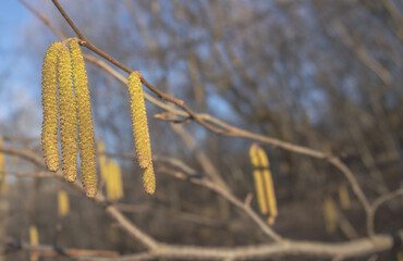 Hazel Catkins Hanging on Tree Branch in Early Spring - Nature Close Up