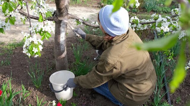 A female gardener paints tree trunk in garden with white whitewash, caring for flowering fruit trees, spring gardening, pest control, gardening. Slow motion