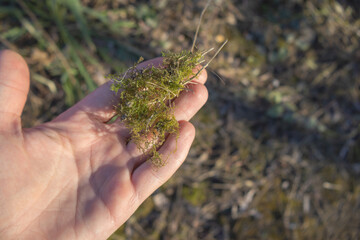 Hand Holding Green Forest Moss - Natural Texture Close Up
