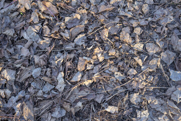 Dry Fallen Leaves Covering Ground - Natural Autumn Forest Texture