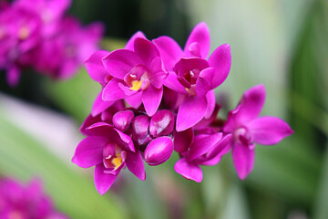 Obraz premium Close-up of vibrant purple flowers of the orchid Spathoglottis plicata in sharp focus, with smooth green leaves softly blurred in the background.