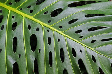 Close-up of a vibrant green leaf of Monstera deliciosa showing its characteristic natural holes and striking vein pattern. © Vera Cal