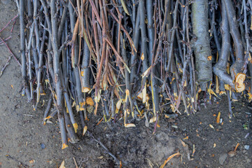 Cut Tree Branches Stacked on Ground - Firewood and Wood Texture Background