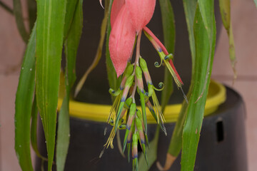 Exotic Pink Flower with Green Buds - Tropical Houseplant Bloom Closeup