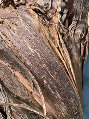 Weathered tree bark showing organic wood texture background