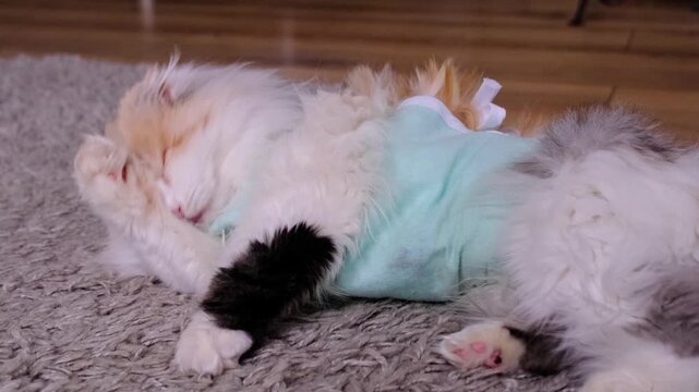 White Cat in a bandage at home recovering from anesthesia after sterilization surgery, licking, washing