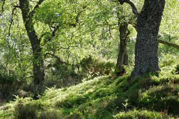 Sunlight shining through leafy branches in highland woodland, Scotland © Alexandra Scotcher