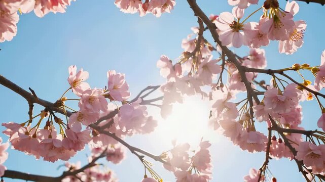 A beautiful close-up of pink cherry blossoms on a branch against a clear blue sky. The camera slowly spins, capturing the bright spring sun shining through the delicate petals and creating a lens flar