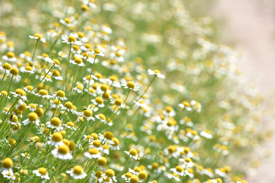 delicate flower of white chamomile. Matricaria chamomilla, white wildflowers. beautiful white chamomile flowers on a green field close-up on a summer day. floral background. beauty of nature