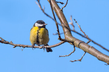  Sikorka bogatka (Parus major) © Janusz Lipiński