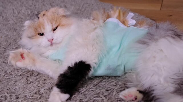 White Cat in a bandage at home recovering from anesthesia after sterilization surgery, licking, washing