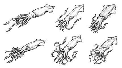 Obraz premium squid , realistic line art vector set , white background , PNG and SVG isolate