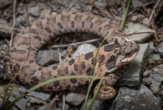 Juvenile Eastern Hognose snake macro portrait 