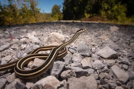 Eastern Ribbon snake wide angle macro portrait on gravel road