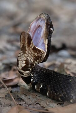 Western Cottonmouth gaping mouth open macro portrait