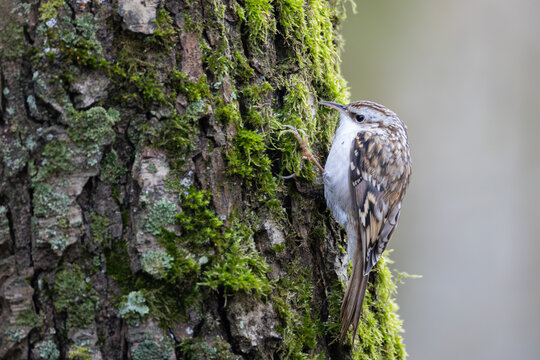 Eurasian treecreeper (Certhia familiaris) climbing on mossy tree trunk