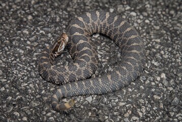 Obraz premium Eastern Massasauga Rattlesnake macro portrait in situ on road