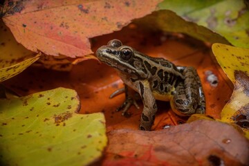 Macro portrait of a Pickerel frog in fall leaves