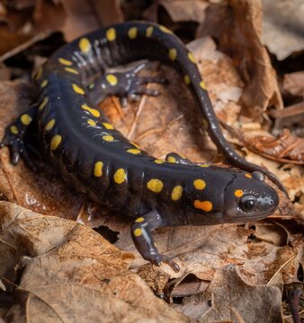 Spotted salamander macro portrait on leaves 