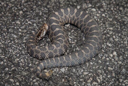 Eastern Massasauga Rattlesnake macro portrait in situ on road