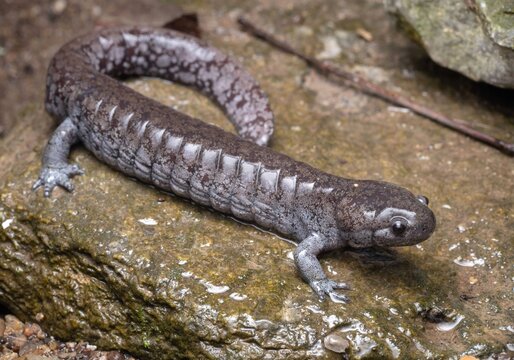 Adult Streamside salamander macro portrait on rock 