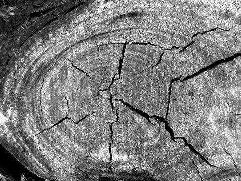 Baumstamm, altes Holz, Struktur