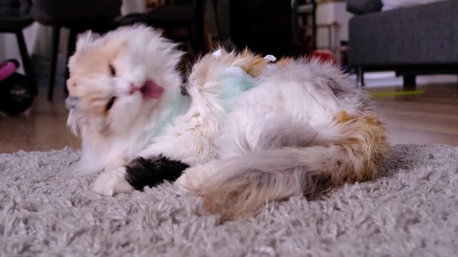 White Cat in a bandage at home recovering from anesthesia after sterilization surgery, licking, washing