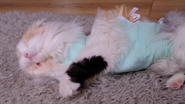 White Cat in a bandage at home recovering from anesthesia after sterilization surgery, licking, washing