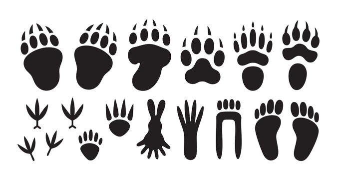 Animal paw prints and footprints collection of various wildlife tracks including bears birds and rabbits