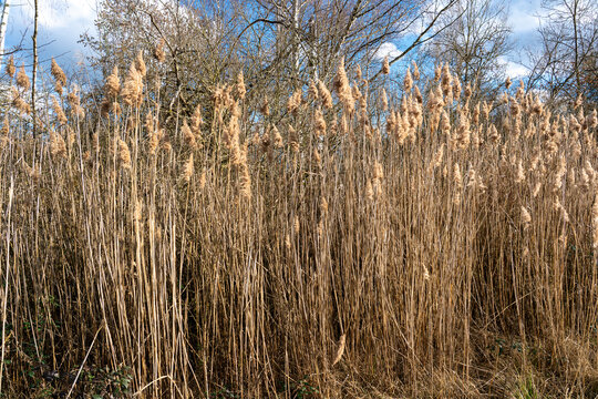 A full-frame textural shot of tall, dry common reed grass (Phragmites) standing in a natural marsh environment.