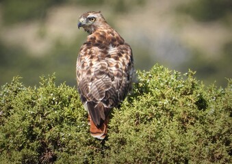 One of the most common hawks in North America, the Red-tailed Hawk (Buteo jamaicensis) is strikingly beautiful