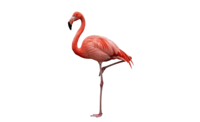 pink flamingo on white background © Mdlina