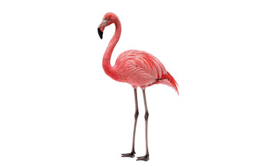 pink flamingo on white background © Mdlina
