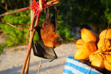 Fototapeta premium View of a Seychelles fruit bat, also called flying fox, hanging upside down near coconuts