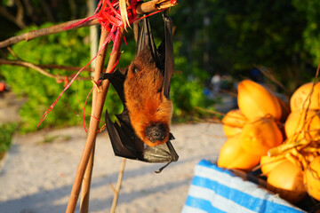 Fototapeta premium View of a Seychelles fruit bat, also called flying fox, hanging upside down near coconuts