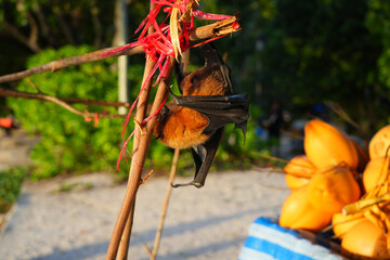 Fototapeta premium View of a Seychelles fruit bat, also called flying fox, hanging upside down near coconuts