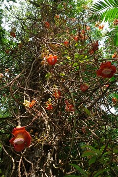 View of pink flowers on a cannonball tree, Couroupita guianensis