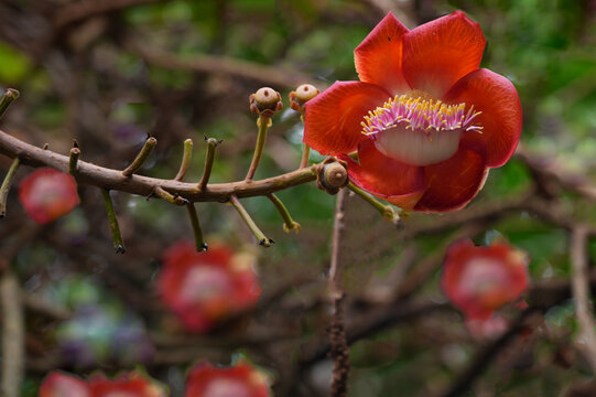 View of pink flowers on a cannonball tree, Couroupita guianensis