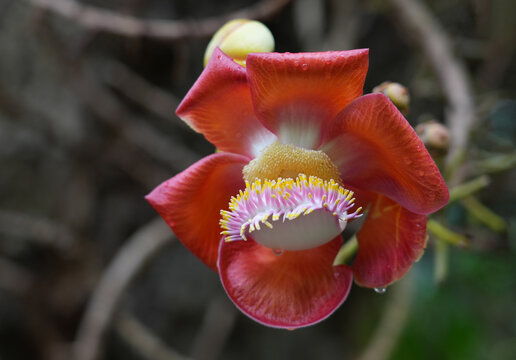 View of pink flowers on a cannonball tree, Couroupita guianensis